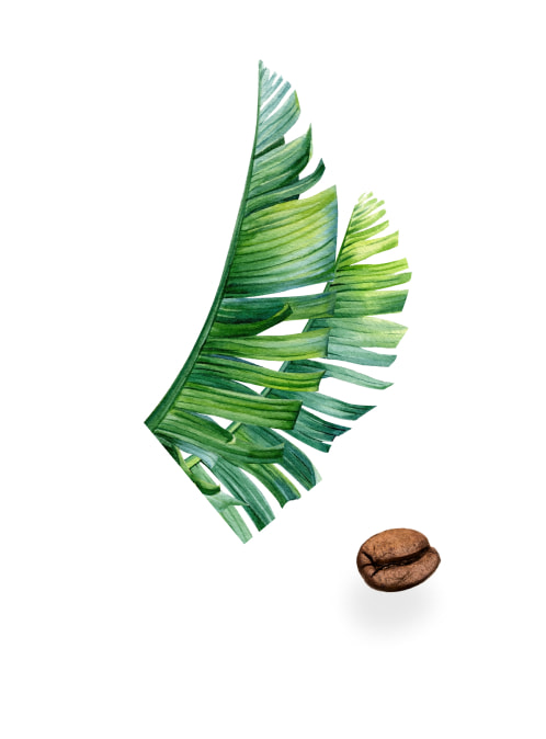 Palm leaf